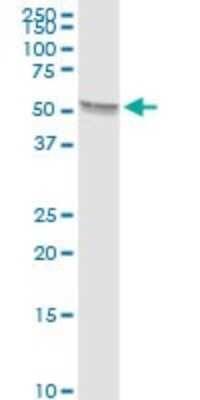 Western Blot: TBX5 Antibody [H00006910-D01P] - Analysis of TBX5 expression in human kidney.