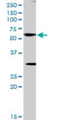 Western Blot: TBX5 Antibody [H00006910-D01P] - Analysis of TBX5 expression in mouse brain.