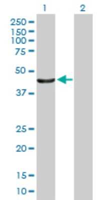 Western Blot: TC-PTP/PTPN2 Antibody [H00005771-B01P] - Analysis of PTPN2 expression in transfected 293T cell line by PTPN2 polyclonal antibody.  Lane 1: PTPN2 transfected lysate(42.57 KDa). Lane 2: Non-transfected lysate.