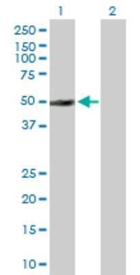 Western Blot: TC-PTP/PTPN2 Antibody [H00005771-D01P] - Analysis of PTPN2 expression in transfected 293T cell line by PTPN2 polyclonal antibody.Lane 1: PTPN2 transfected lysate(45.20 KDa).Lane 2: Non-transfected lysate.