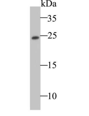 Western Blot: TC10 Antibody (JE47-25) [NBP2-80476] - Analysis of TC10 on 293 cell lysate. Proteins were transferred to a PVDF membrane and blocked with 5% BSA in PBS for 1 hour at room temperature. The primary antibody (1/500) was used in 5% BSA at room temperature for 2 hours. Goat Anti-Rabbit IgG - HRP Secondary Antibody at 1:5,000 dilution was used for 1 hour at room temperature.