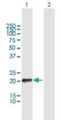 Western Blot TC10 Antibody