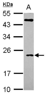 Western Blot: TC10 Antibody [NBP2-15134] - Sample (30 ug of whole cell lysate) A: Hep G2 12% SDS PAGE, antibody diluted at 1:500.