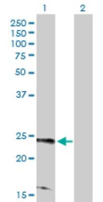 Western Blot: TC21/R-Ras2 Antibody [H00022800-D01P] - Analysis of RRAS2 expression in transfected 293T cell line by RRAS2 polyclonal antibody.Lane 1: RRAS2 transfected lysate(23.40 KDa).Lane 2: Non-transfected lysate.