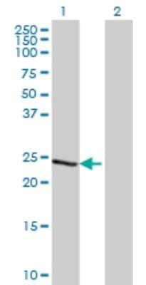 Western Blot: TCEAL1 Antibody (2B5) [H00009338-M20] - Analysis of TCEAL1 expression in transfected 293T cell line by TCEAL1 monoclonal antibody (M20), clone 2B5. Lane 1: TCEAL1 transfected lysatE (18.6 KDa). Lane 2: Non-transfected lysate.