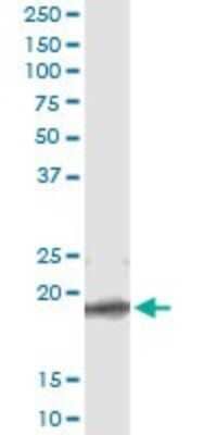 Immunoprecipitation: TCEAL1 Antibody (3B9) [H00009338-M01] - Analysis of TCEAL1 transfected lysate using anti-TCEAL1 monoclonal antibody and Protein A Magnetic Bead, and immunoblotted with TCEAL1 MaxPab rabbit polyclonal antibody.