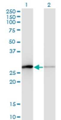 Western Blot: TCEAL1 Antibody (3B9) [H00009338-M01] - Analysis of TCEAL1 expression in transfected 293T cell line by TCEAL1 monoclonal antibody (M01), clone 3B9.Lane 1: TCEAL1 transfected lysate(18.6 KDa).Lane 2: Non-transfected lysate.