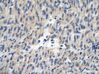 Immunohistochemistry-Paraffin: TCEAL1 Antibody [NBP3-10374] - Immunohistochemical analysis of paraffin-embedded human heart cell tissue.