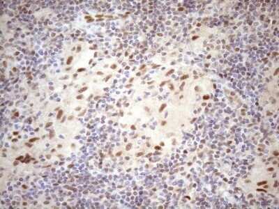 Immunohistochemistry: TCEAL1 Antibody (OTI2G10) - Azide and BSA Free [NBP2-74472] - Analysis of Human lymph node tissue. (Heat-induced epitope retrieval by 1mM EDTA in 10mM Tris buffer (pH8.5) at 120C for 3 min)