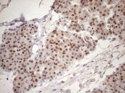 Immunohistochemistry: TCEAL1 Antibody (OTI2G10) - Azide and BSA Free [NBP2-74472] - Analysis of Human pancreas tissue. (Heat-induced epitope retrieval by 1mM EDTA in 10mM Tris buffer (pH8.5) at 120C for 3 min)