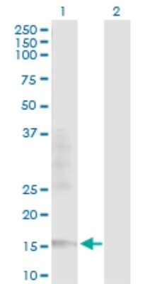 Western Blot: TCEAL1 Antibody [H00009338-D01P] - Analysis of TCEAL1 expression in transfected 293T cell line by TCEAL1 polyclonal antibody.Lane 1: TCEAL1 transfected lysate(18.60 KDa).Lane 2: Non-transfected lysate.