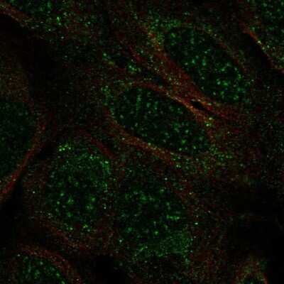Immunocytochemistry/ Immunofluorescence TCEAL2 Antibody - BSA Free