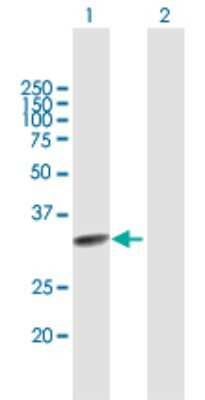 Western Blot: TCEAL2 Antibody [H00140597-B01P] - Analysis of TCEAL2 expression in transfected 293T cell line by TCEAL2 polyclonal antibody.  Lane 1: TCEAL2 transfected lysate(24.97 KDa). Lane 2: Non-transfected lysate.