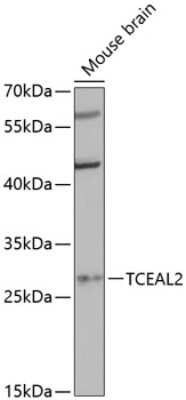 Western Blot TCEAL2 Antibody - Azide and BSA Free