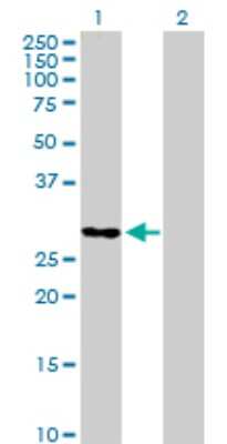 Western Blot TCEAL6 Antibody - Azide and BSA Free