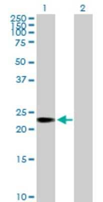 Western Blot: TCEANC2 Antibody [H00127428-B01P] - Analysis of C1orf83 expression in transfected 293T cell line by C1orf83 polyclonal antibody.  Lane 1: C1orf83 transfected lysate(22.88 KDa). Lane 2: Non-transfected lysate.