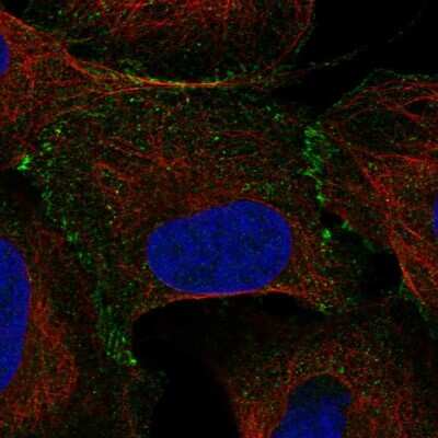 Immunocytochemistry/Immunofluorescence: TCEB1 Antibody [NBP2-58862] - Staining of human cell line U-2 OS shows localization to cell junctions. Antibody staining is shown in green.