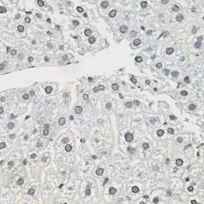 Immunohistochemistry-Paraffin: TCEB1 Antibody [NBP2-93682] - Mouse liver using TCEB1 antibody (40x lens).