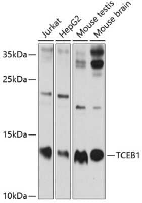 Western Blot: TCEB1 Antibody [NBP2-93682] - Analysis of extracts of various cell lines, using TCEB1 . Exposure time: 60s.