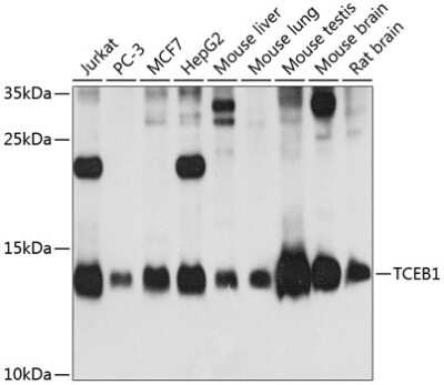 Western Blot: TCEB1 Antibody [NBP2-94131] - Analysis of extracts of various cell lines, using TCEB1 . Exposure time: 60s.