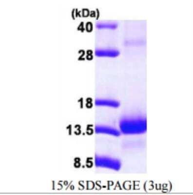 SDS-Page: Recombinant Human TCEB1 Protein [NBP1-78862]