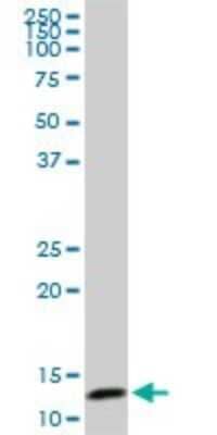 Western Blot: TCEB2 Antibody (6F6) [H00006923-M01] - TCEB2 monoclonal antibody (M01), clone 6F6. Analysis of TCEB2 expression in PC-12.