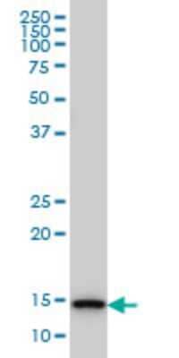 Western Blot TCEB2 Antibody (6F6) - Azide and BSA Free