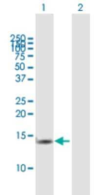 Western Blot: TCEB2 Antibody [H00006923-B01P] - Analysis of TCEB2 expression in transfected 293T cell line by TCEB2 polyclonal antibody.  Lane 1: TCEB2 transfected lysate(12.98 KDa). Lane 2: Non-transfected lysate.
