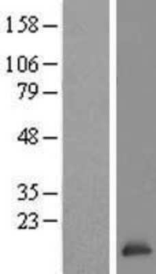 Western Blot TCEB2 Overexpression Lysate