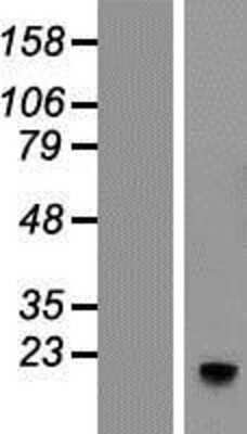 Western Blot: TCEB2 Overexpression Lysate (Adult Normal) [NBP2-04516] Left-Empty vector transfected control cell lysate (HEK293 cell lysate); Right -Over-expression Lysate for TCEB2.