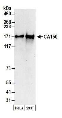 Western Blot TCERG1 Antibody - BSA Free