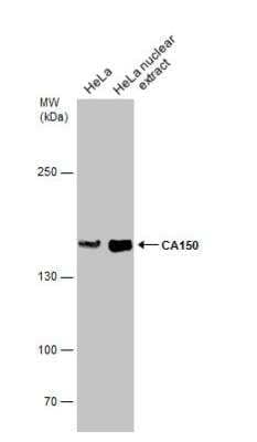 Western Blot: TCERG1 Antibody [NBP2-20584] - HeLa whole cell and nuclear extracts (30 ug) were separated by 5% SDS-PAGE, and the membrane was blotted with CA150 antibody diluted at 1:500.