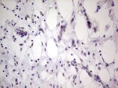 Immunohistochemistry: TCF-12/HTF4 Antibody (OTI4D6) - Azide and BSA Free [NBP2-74473] - Analysis of Human lymph node tissue. (Heat-induced epitope retrieval by 1 mM EDTA in 10mM Tris, pH8.5, 120C for 3min)