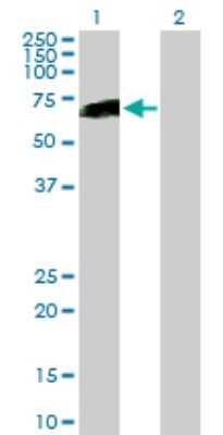Western Blot: TCF-2/HNF-1 beta Antibody [H00006928-B01P] - Analysis of HNF1B expression in transfected 293T cell line by HNF1B polyclonal antibody.  Lane 1: TCF2 transfected lysate(61.27 KDa). Lane 2: Non-transfected lysate.