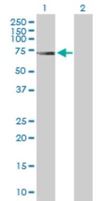 Western Blot: TCF-2/HNF-1 beta Antibody [H00006928-D01P] - Analysis of HNF1B expression in transfected 293T cell line by HNF1B polyclonal antibody.Lane 1: HNF1B transfected lysate(61.30 KDa).Lane 2: Non-transfected lysate.