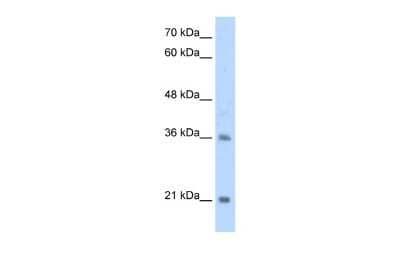 Western Blot TCF15 Antibody