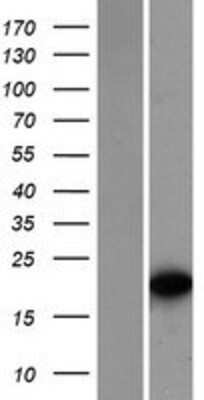 Western Blot TCF15 Overexpression Lysate