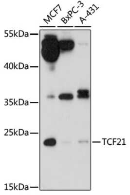 Western Blot TCF21 Antibody - Azide and BSA Free