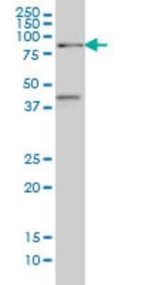 Western Blot: TCF4 Antibody (1F6) [H00006925-M02] - TCF4 monoclonal antibody (M02), clone 1F6 Analysis of TCF4 expression in A-549.