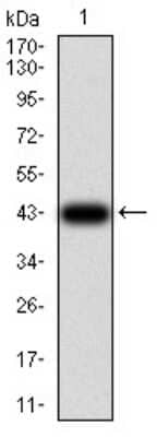 Western Blot: TCF4 Antibody (4D4C4) [NBP2-61896] - Analysis using TCF4 mAb against human TCF4 (AA: 518-667) recombinant protein. (Expected MW is 43 kDa)