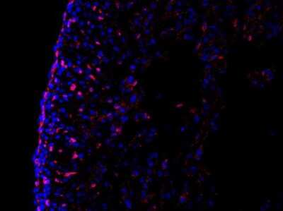 Immunohistochemistry-Frozen TCF4 Antibody