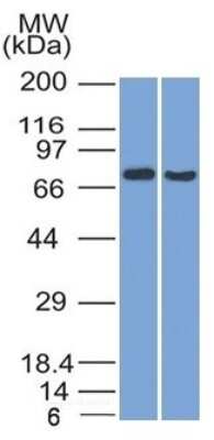 Western Blot: TCF4 Antibody (TCF4/1705) - Azide and BSA Free [NBP3-08236] - Western Blot (1) HeLa and (2) HepG2 cell lysate using TCF4 Mouse Monoclonal Antibody (TCF4/1705).