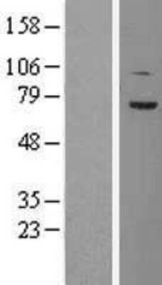 Western Blot TCF4 Overexpression Lysate