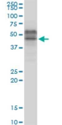 Western Blot: TCF7/TCF1 Antibody (1B3) [H00006932-M06] - Analysis of TCF7 expression in Jurkat (Cat # L017V1).