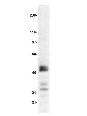 Western Blot: TCF7/TCF1 Antibody (7H3) [NBP2-29766] - Jurkat cell lysate probed with anti-TCF-1 at 1ug/ml.