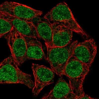 Immunocytochemistry/Immunofluorescence: TCF7/TCF1 Antibody [NBP2-57570] - Staining of human cell line Hep G2 shows localization to nucleoplasm.