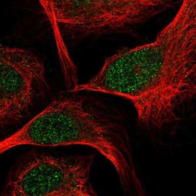 Immunocytochemistry/Immunofluorescence: TCF7/TCF1 Antibody [NBP2-58213] - Staining of human cell line U-2 OS shows localization to nucleoplasm. Antibody staining is shown in green.