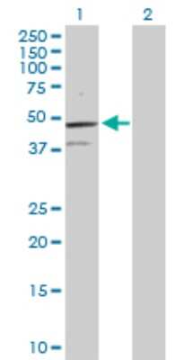 Western Blot: TCF7/TCF1 Antibody [H00006932-D01P] - Analysis of TCF7 expression in transfected 293T cell line by TCF7 polyclonal antibody.Lane 1: TCF7 transfected lysate(41.60 KDa).Lane 2: Non-transfected lysate.