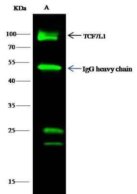 Immunoprecipitation: TCF7L1/TCF3 Antibody [NBP2-98907] - Lane A:0.5 mg 293T Whole Cell Lysate4 uL anti-TCF7L1 rabbit polyclonal antibody and 15 ul of 50 % Protein G agarose.Primary antibody:Anti-TCF7L1 rabbit polyclonal antibody,at 1:100 dilutionSecondary antibody:Dylight 800-labeled antibody to rabbit IgG (H+L), at 1:5000 dilutionDeveloped using the odssey technique.Performed under reducing conditions.Predicted band size: 63 kDaObserved band size: 95 kDa