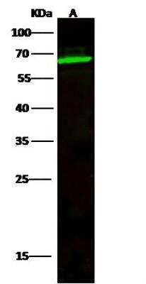 Western Blot: TCF7L1/TCF3 Antibody [NBP2-98907] - Lane A: HepG2 Whole Cell LysateLysates/proteins at 30 ug per lane.SecondaryGoat Anti- Rabbit  IgG H&L (Dylight 800)  at 1/10000 dilution.Developed using the Odyssey technique.Performed under reducing conditions.Predicted band size:63 kDaObserved band size:63 kDa